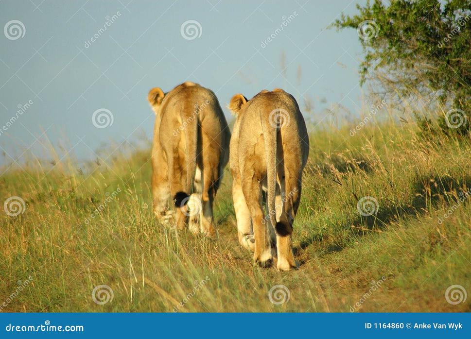 4. Comportement des lions face aux menaces