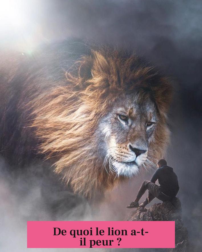 De quoi le lion a-t-il peur ?