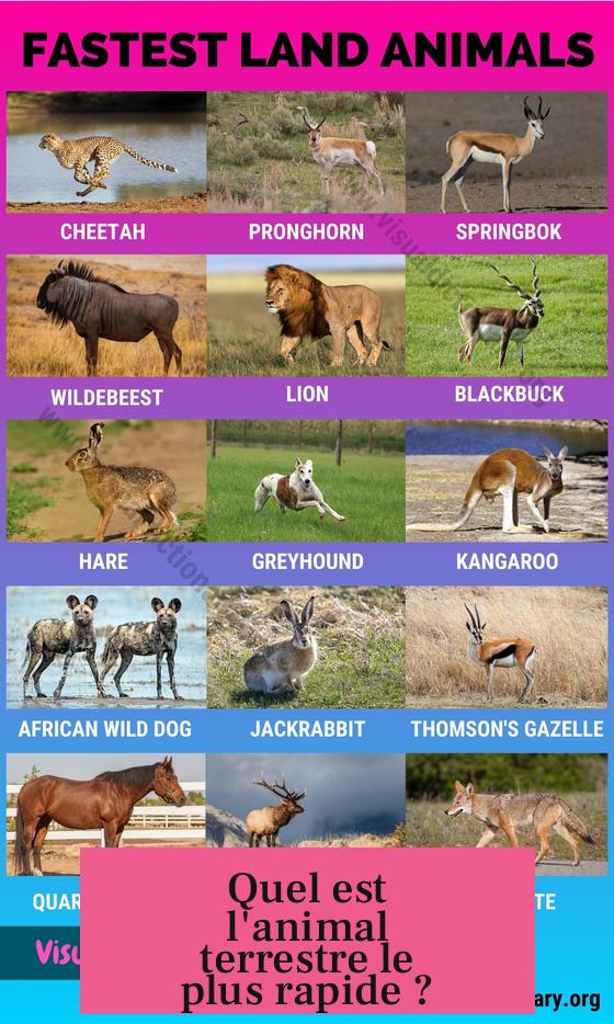 Quel est l'animal terrestre le plus rapide ?