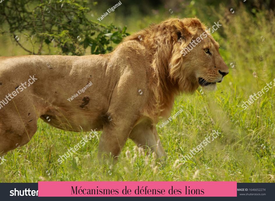Mécanismes de défense des lions