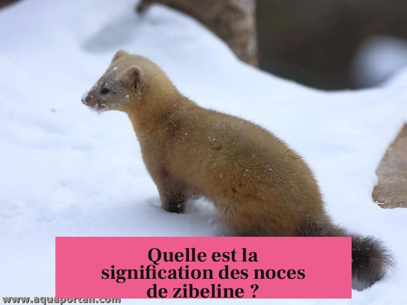 Quelle est la signification des noces de zibeline ?