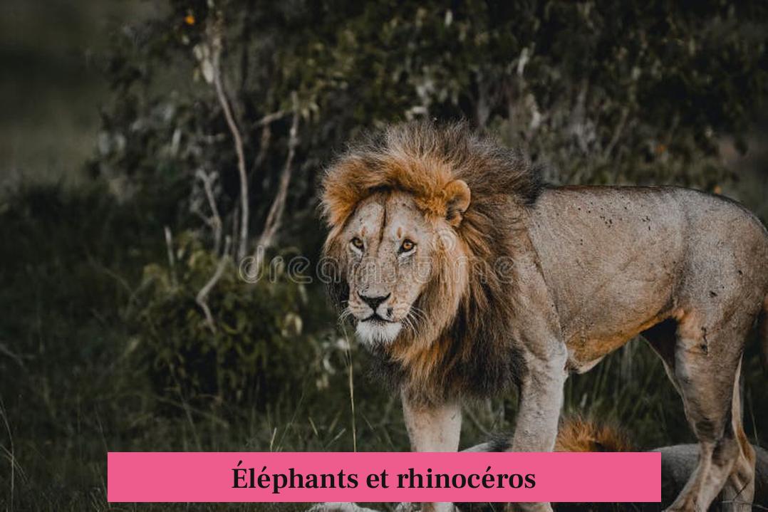 Éléphants et rhinocéros