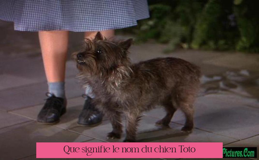Que signifie le nom du chien Toto ?
