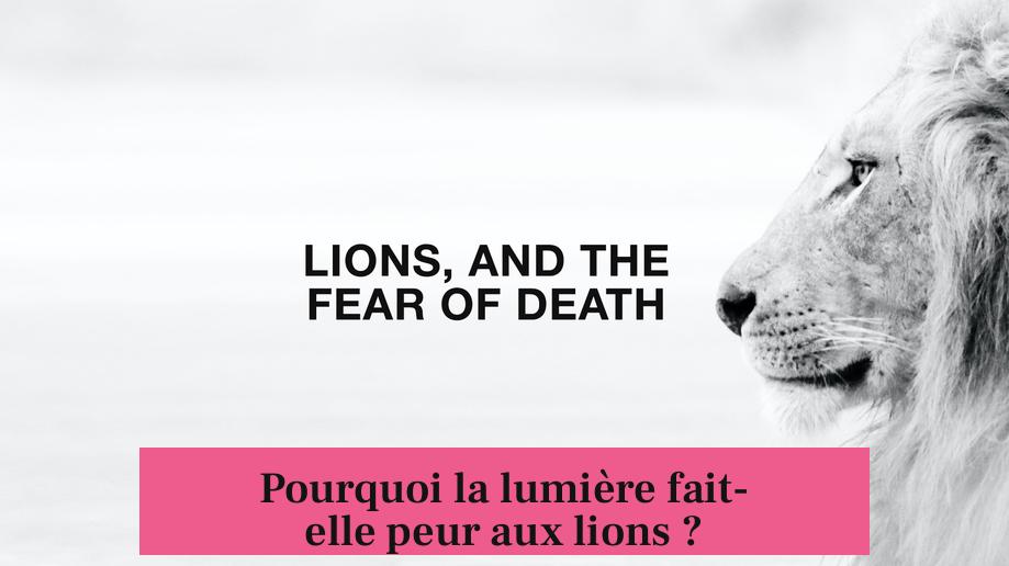 Pourquoi la lumière fait-elle peur aux lions ?