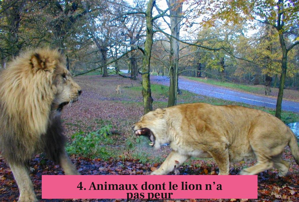 4. Animaux dont le lion n’a pas peur