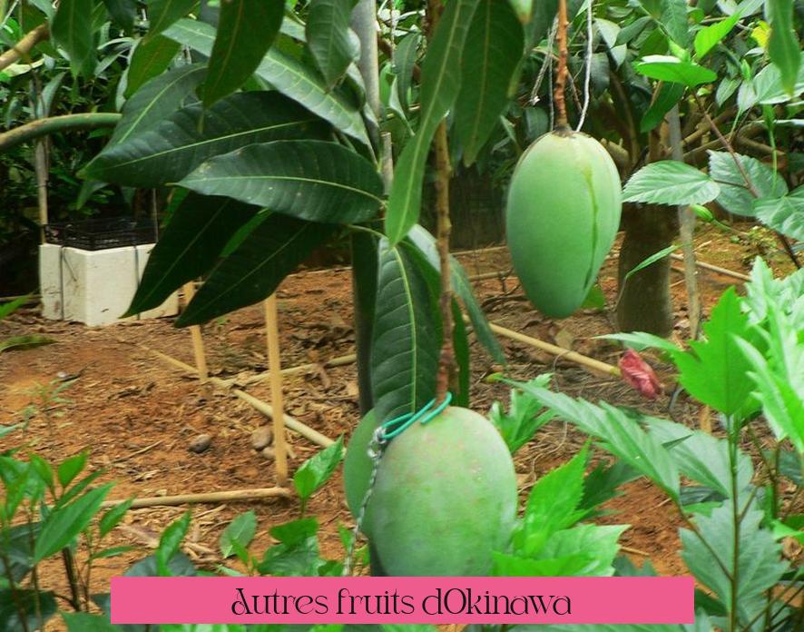 Autres fruits d’Okinawa