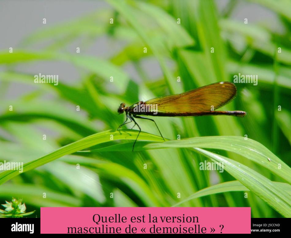 Quelle est la version masculine de « demoiselle » ?