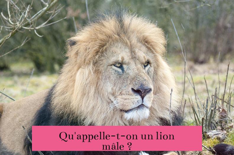 Qu'appelle-t-on un lion mâle ?