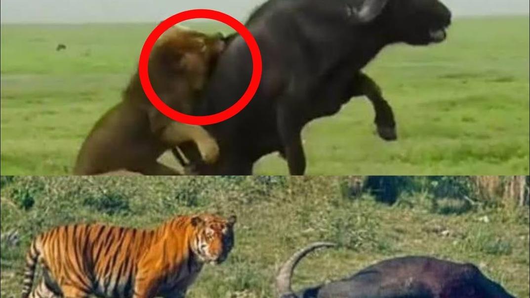 Cela explique aussi bien leur comportement social que leur physique. Le lion a besoin de la coopération de son groupe pour traquer rapidement les proies sur de grandes étendues. Le tigre, qui chasse seul dans des environnements plus denses, favorise la furtivité et la puissance individuelle. Chacun est roi dans son royaume.