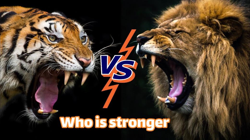 Quant aux mâles lions, ils protègent surtout le territoire et leur famille. Ce sont les lionnes qui chassent la plupart du temps. Cette organisation sociale contraste avec le mode de vie solitaire et plus agressif du tigre.