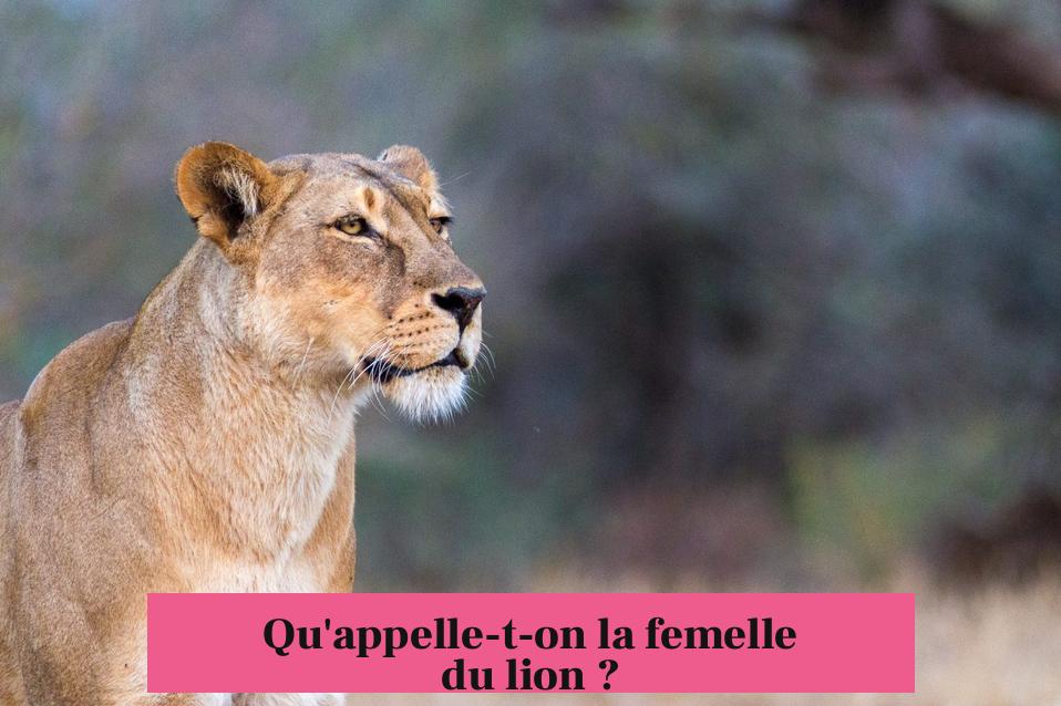 Qu'appelle-t-on la femelle du lion ?