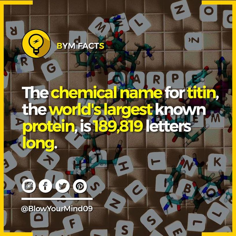 Imaginez que vous commencez à prononcer ce mot un matin, autour d’un café, et que vous n’arrêtiez qu’au coucher du soleil. Ce serait déjà bien en dessous du temps nécessaire. Il commence par « methionylthreonylthreonylglutaminylarginyl... » et finit par « ...isoleucine. » Chaque fragment représente un acide aminé de la chaîne protéique. Cette longue liste illustre la complexité microscopique de notre biologie.