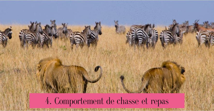 4. Comportement de chasse et repas