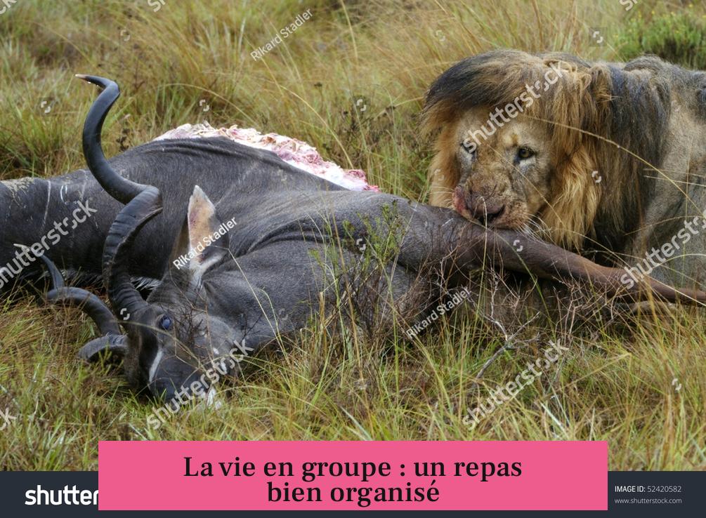 La vie en groupe : un repas bien organisé