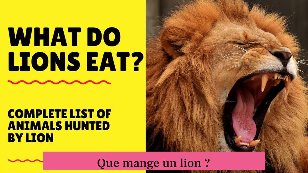 Que mange un lion ?