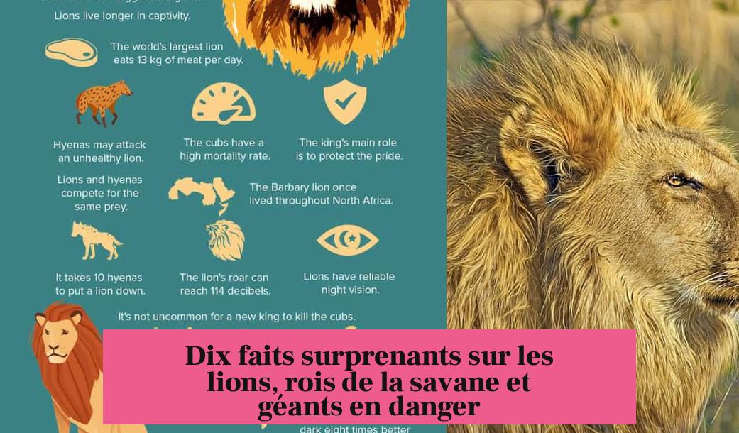 Dix faits surprenants sur les lions, rois de la savane et géants en danger