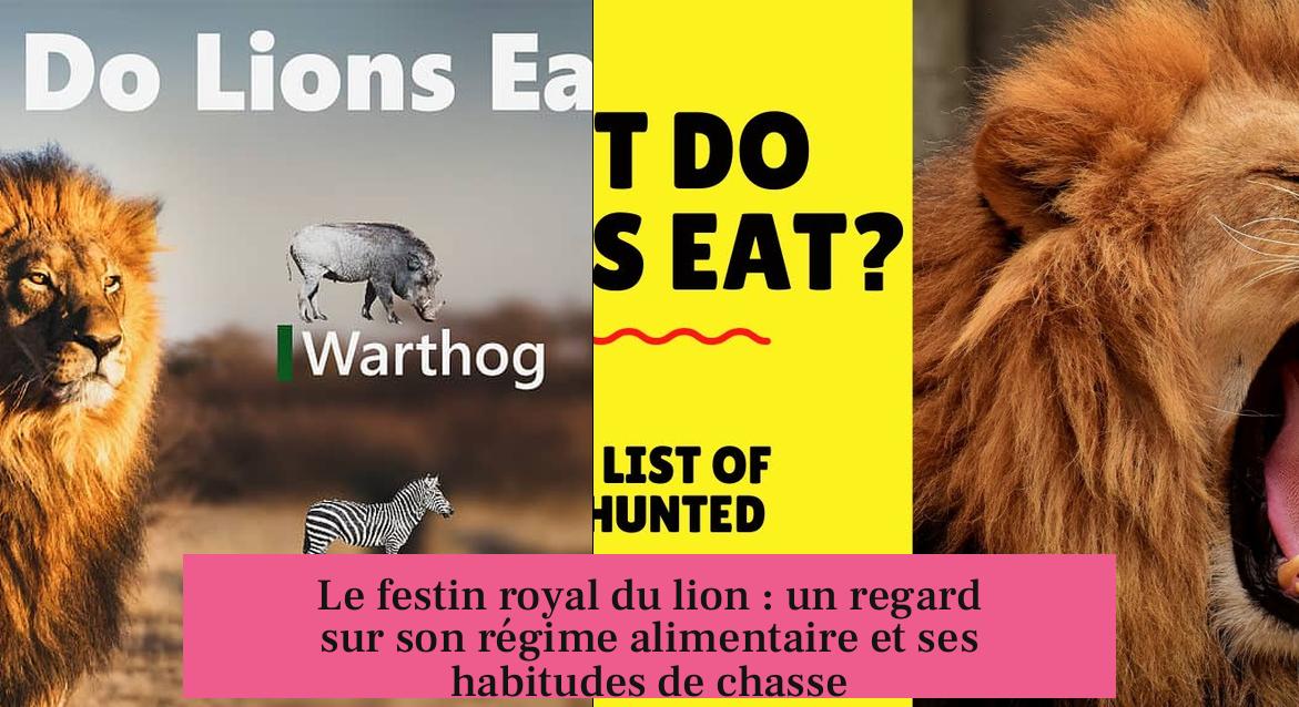 Le festin royal du lion : un regard sur son régime alimentaire et ses habitudes de chasse