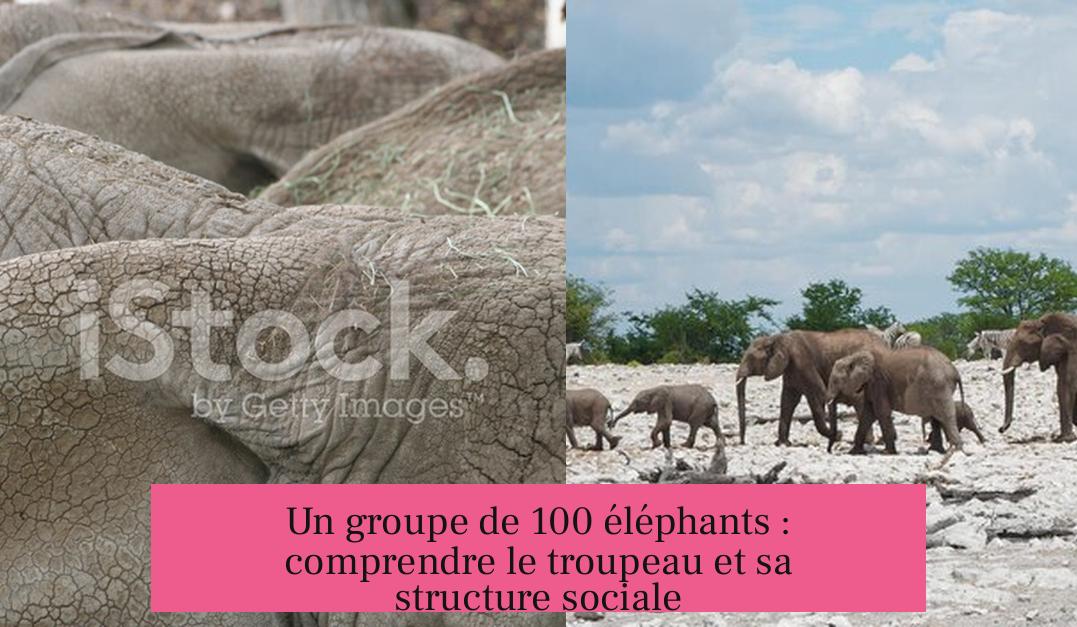 Un groupe de 100 éléphants : comprendre le troupeau et sa structure sociale