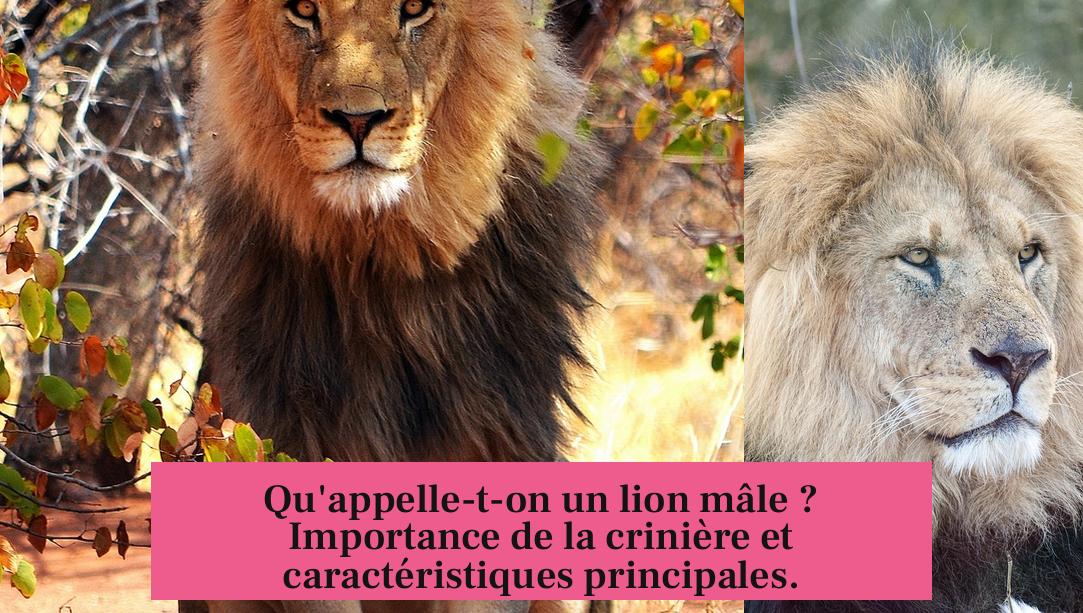 Qu'appelle-t-on un lion mâle ? Importance de la crinière et caractéristiques principales.