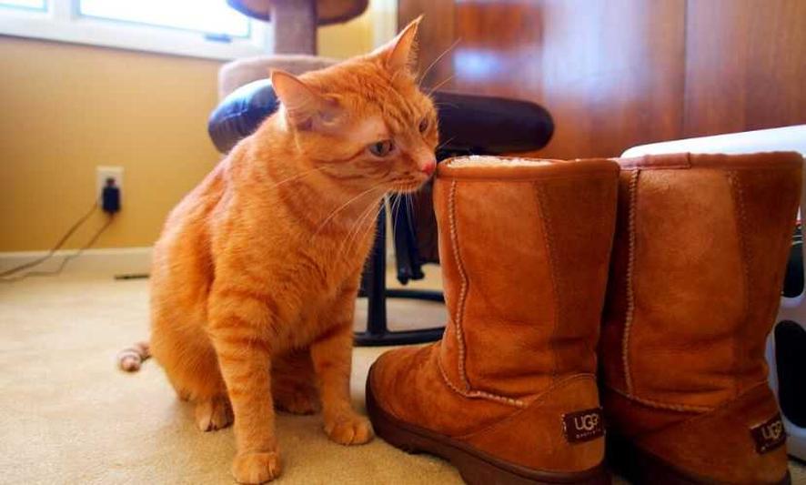 Les UGGs ne sont pas des stars des événements chics