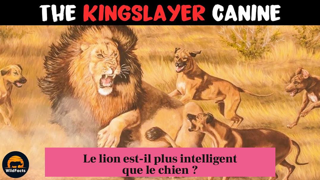 Le lion est-il plus intelligent que le chien ?