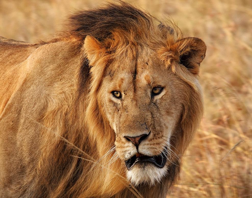 Dans unpride, ou troupeau de lions, on trouve jusqu’à trois ou quatre mâles adultes, appelés tout simplementpride malesou mâles du groupe. Ceux-ci règnent en protecteurs et reproducteurs, partageant le trône comme de véritables rois de la savane.