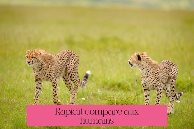 Rapidité comparée aux humains