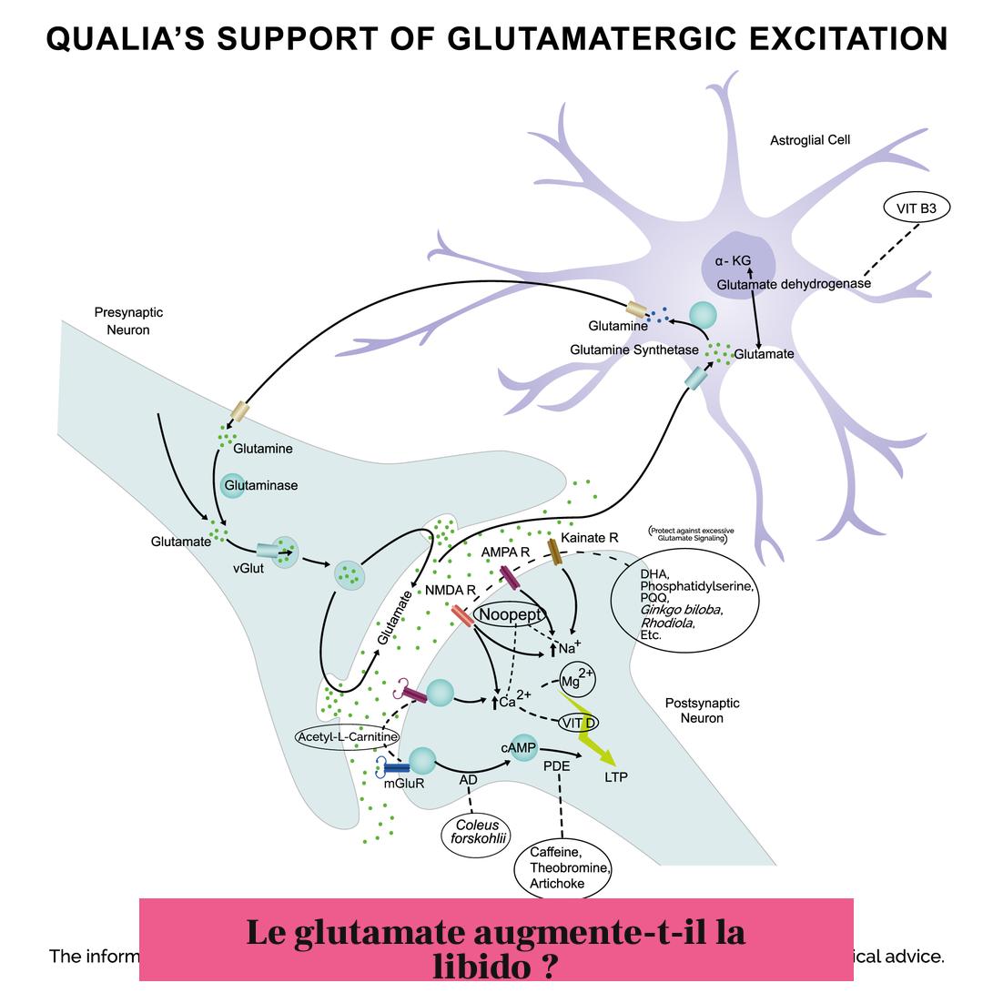Le glutamate augmente-t-il la libido ?
