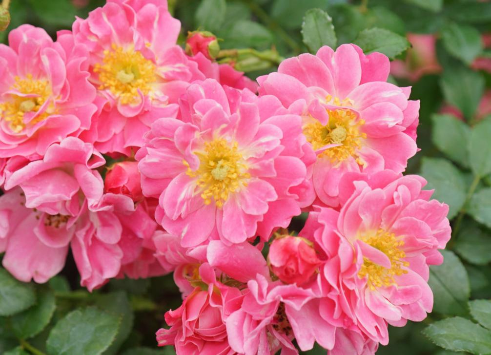 Associer certaines couleurs, comme le rose et l’orange, peut faire passer un message incertain. Ces teintes ne se marient pas toujours bien et risquent de brouiller les significations.