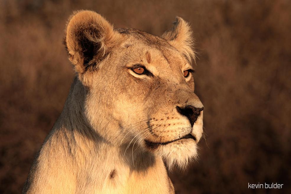 Lionnes : symboles d’un pouvoir féminin sauvage
