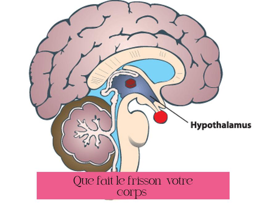 Que fait le frisson à votre corps ?
