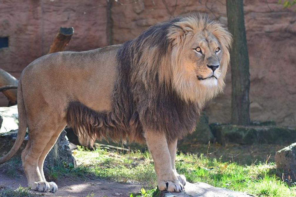 Qu’est-ce qu’un lion mâle ? Une exploration fascinante du roi de la savane