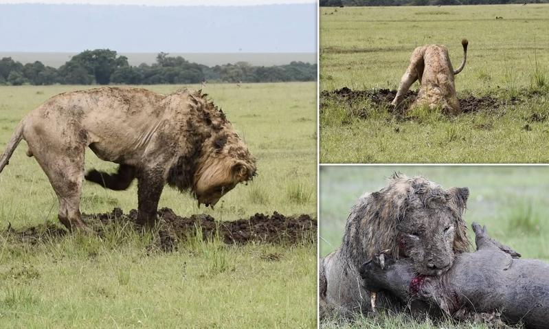 Quand un lion meurt, il meurt généralement de blessures, maladie ou vieillesse. Son corps reste exposé dans la nature et devient la proie de nombreux charognards :