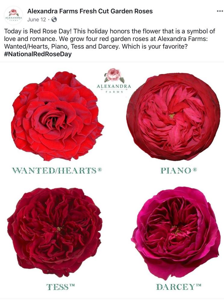 4. Tableau résumé : couleurs de roses à éviter selon le contexte