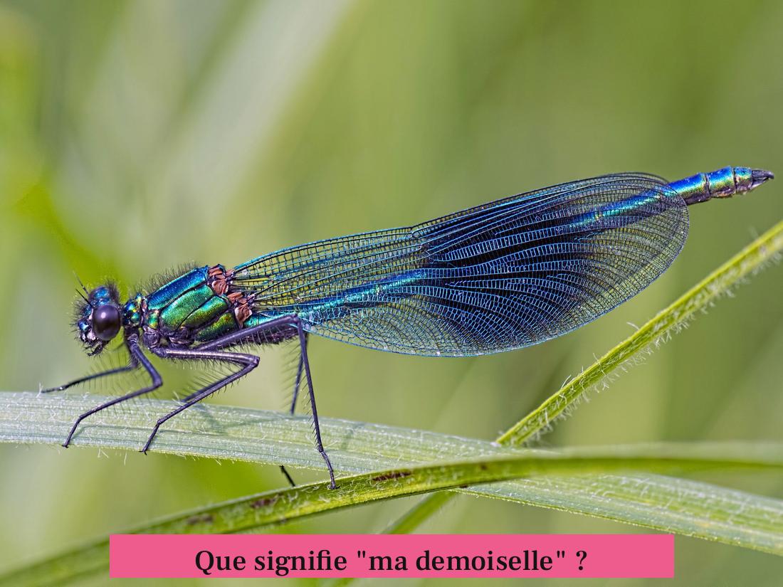 Que signifie "ma demoiselle" ?