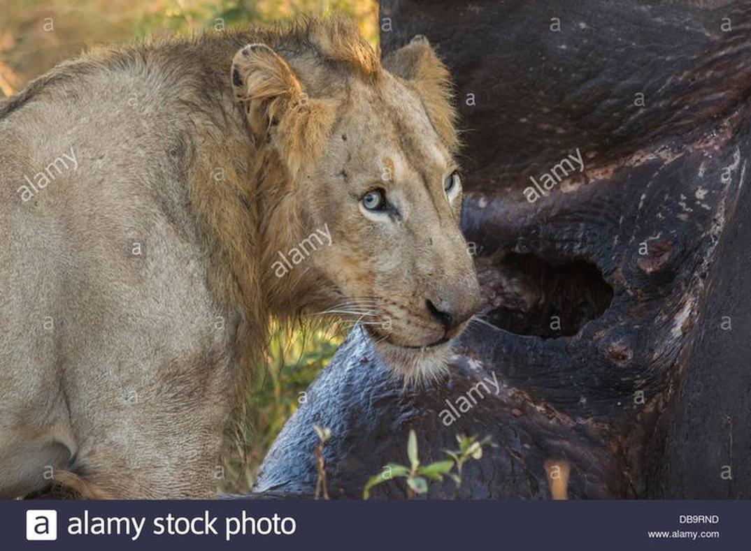 Au sein d’un groupe mixte comprenant femelles et mâles, appelépride(troupeau), on trouve habituellement de 1 à 4 mâles adultes. Les mâles dans la troupe partagent la défense du territoire et la protection des lionnes et des petits.