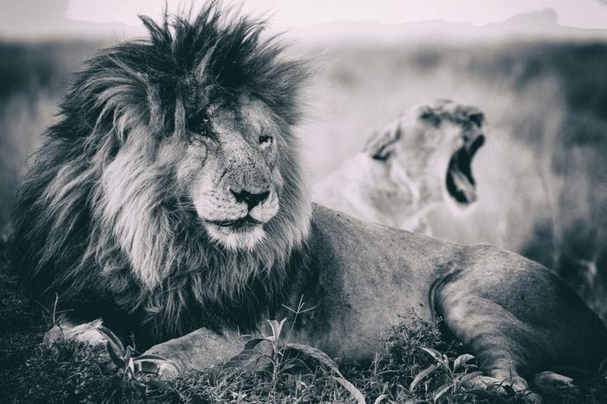La pandémie de Covid-19 a aggravé la situation en provoquant une chute des revenus touristiques. Ces fonds sont essentiels pour financer les patrouilles anti-braconnage et le travail des gardes dans le Maasai Mara.