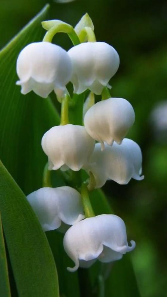 Dans le langage des fleurs, ce n’est pas juste du bonheur : le muguet exprime pureté, jeunesse, compassion, bienveillance, vertus, humilité et même renaissance. Sa présence dans la Bible, notamment le Cantique des Cantiques, l’inscrit aussi dans une symbolique spirituelle forte, mêlant espoir, larmes et deuil.