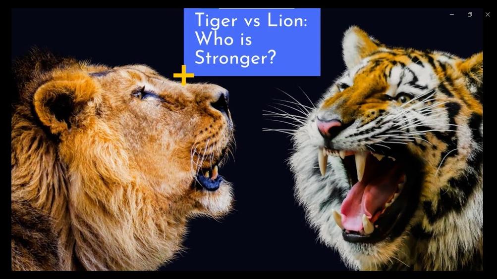 Par ailleurs, le tigre possède des dents plus longues et acérées — ses canines mesurent environ 4 pouces, contre environ 3 pouces chez le lion. Sa force de morsure est, selon plusieurs experts, quasiment deux fois celle du lion. L’animal est un véritable bulldozer d’efficacité quand il mord pour immobiliser ou tuer.