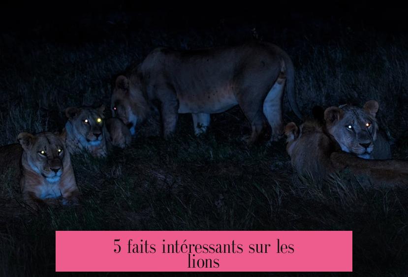 5 faits intéressants sur les lions
