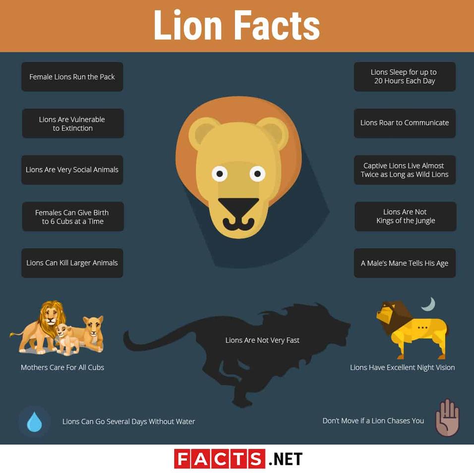 Quelles sont 5 faits intéressants sur les lions ? Découvrez le roi de la savane sous un jour inédit !