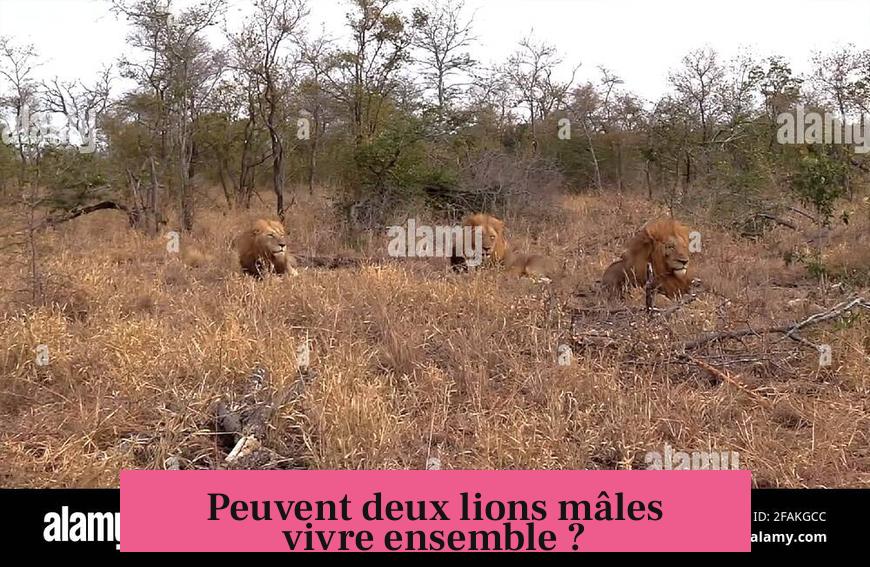 Peuvent deux lions mâles vivre ensemble ?