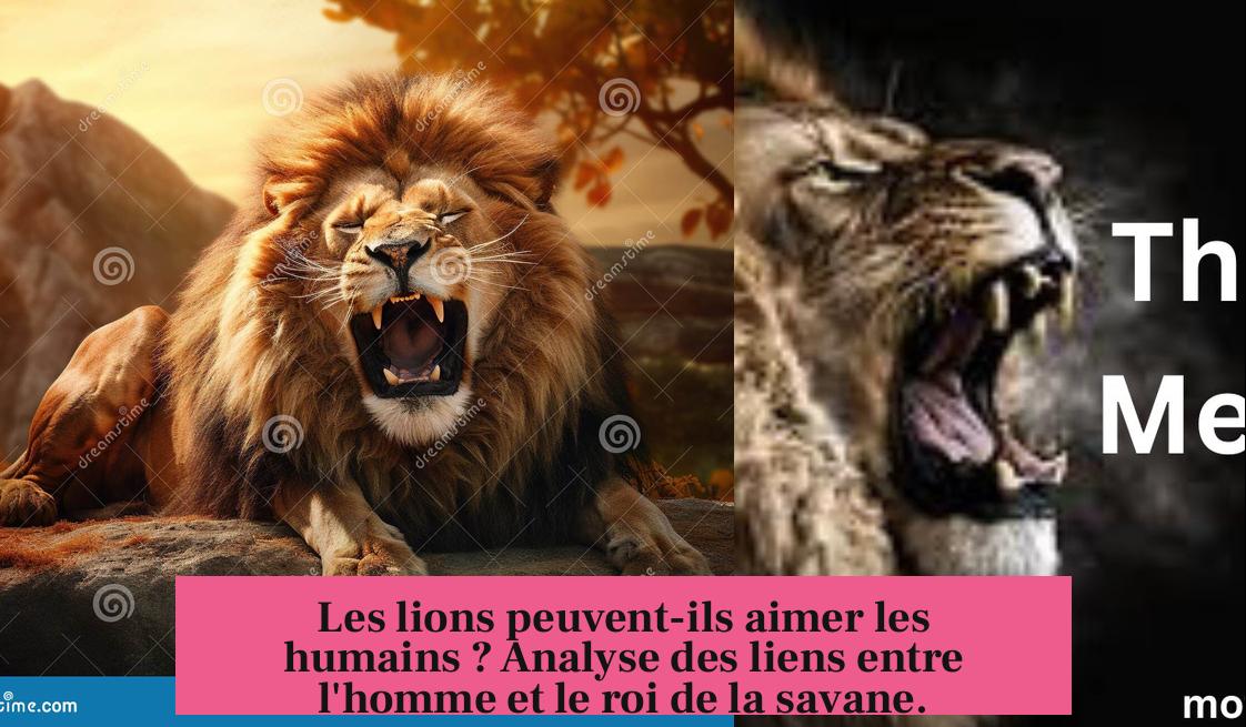 Les lions peuvent-ils aimer les humains ? Analyse des liens entre l'homme et le roi de la savane.