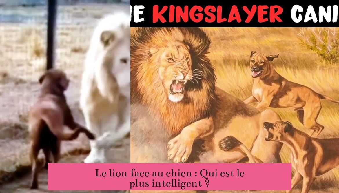 Le lion face au chien : Qui est le plus intelligent ?