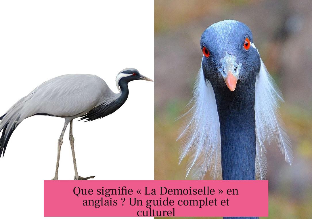 Que signifie « La Demoiselle » en anglais ? Un guide complet et culturel