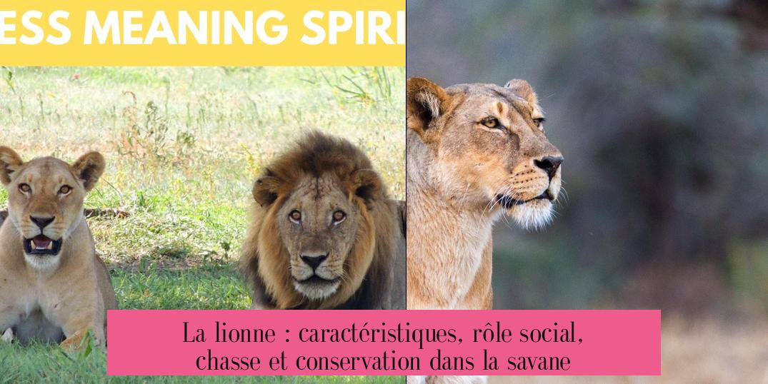 La lionne : caractéristiques, rôle social, chasse et conservation dans la savane