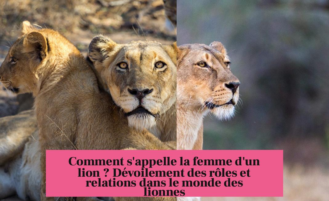 Comment s'appelle la femme d'un lion ? Dévoilement des rôles et relations dans le monde des lionnes