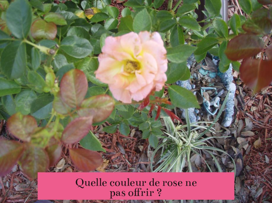 Quelle couleur de rose ne pas offrir ?