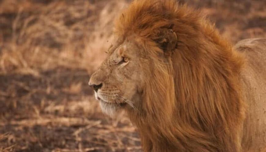 Animaux que les lions redoutent