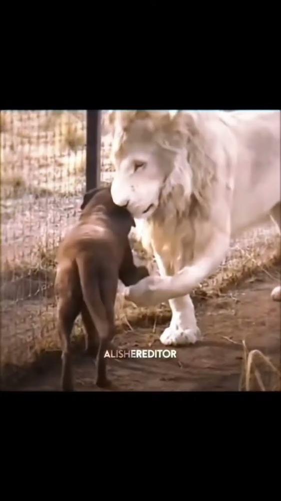 Chiens : Les Champions de la Compréhension Humaine